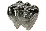 Gomphotherium (Mastodon Relative) Molar - Georgia #74439-4